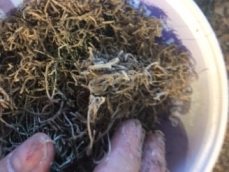 Topiary Watering Can Bird's Nest Decor - mixing moss into the glue