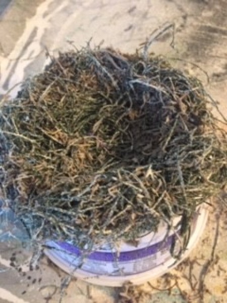 Topiary Watering Can Bird's Nest Decor - molded nest on top of the garland circle