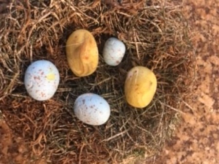 Topiary Watering Can Bird's Nest Decor - eggs glued down into the nest