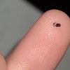 A crushed bug on a fingertip.