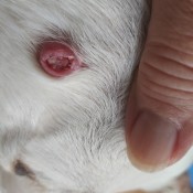 Identifying Bump on Dog's Face? - dark pink growth