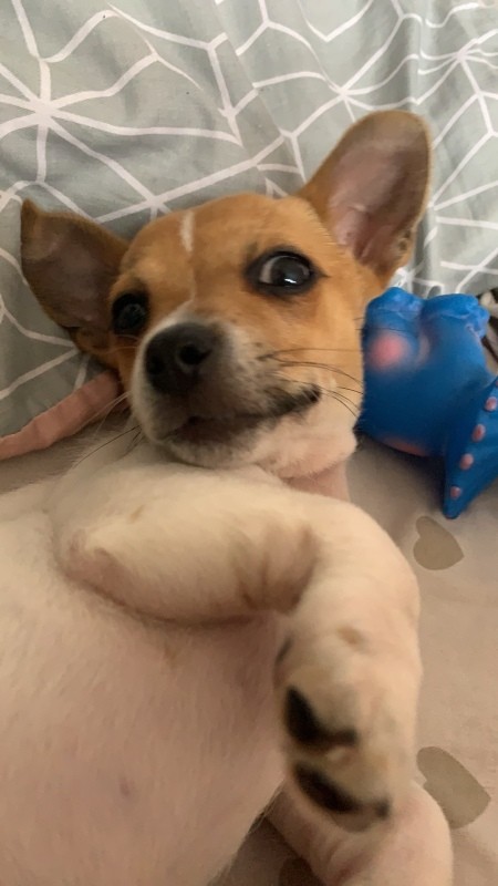 A puppy looking up at the camera.