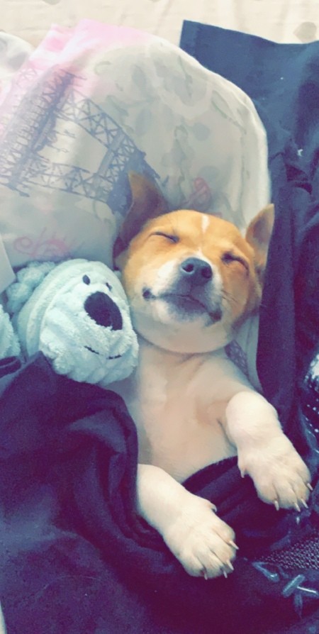 A puppy sleeping with a toy.