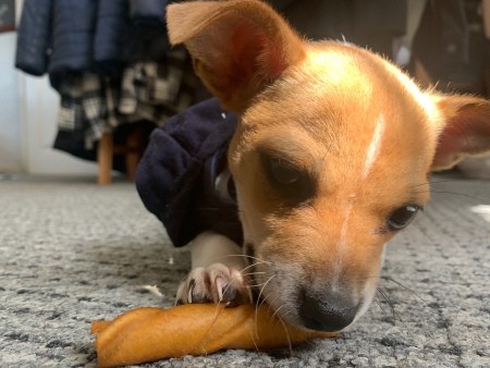 A puppy chewing on a treat.