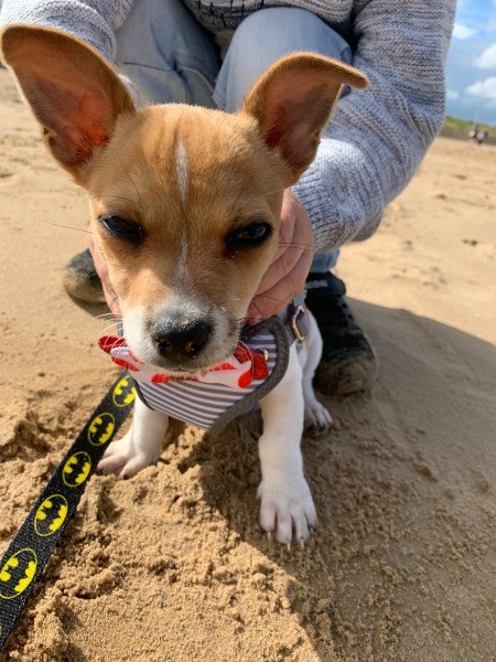 A puppy at the beach.