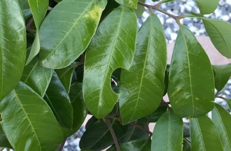 Small half circles cut into longan leaves by leaf cutter bees.