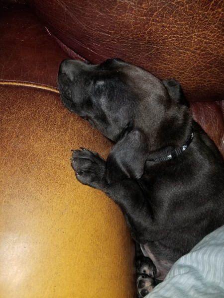 Caring for a New Rescue Puppy? - black puppy