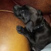 Caring for a New Rescue Puppy? - black puppy