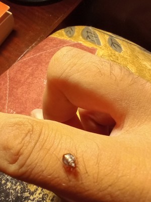 Identifying a Small Brown Bug? - bug on finger