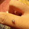 Identifying a Small Brown Bug? - bug on finger