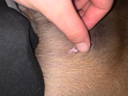 A mark that resembles a skin tag on a dog.