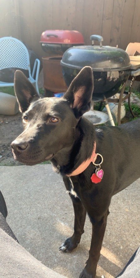A black dog with a white chest patch and long ears.