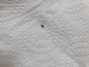 A small bug on a paper towel.