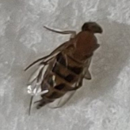 A close up of a bug.