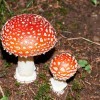 Two toadstools growing in the ground.