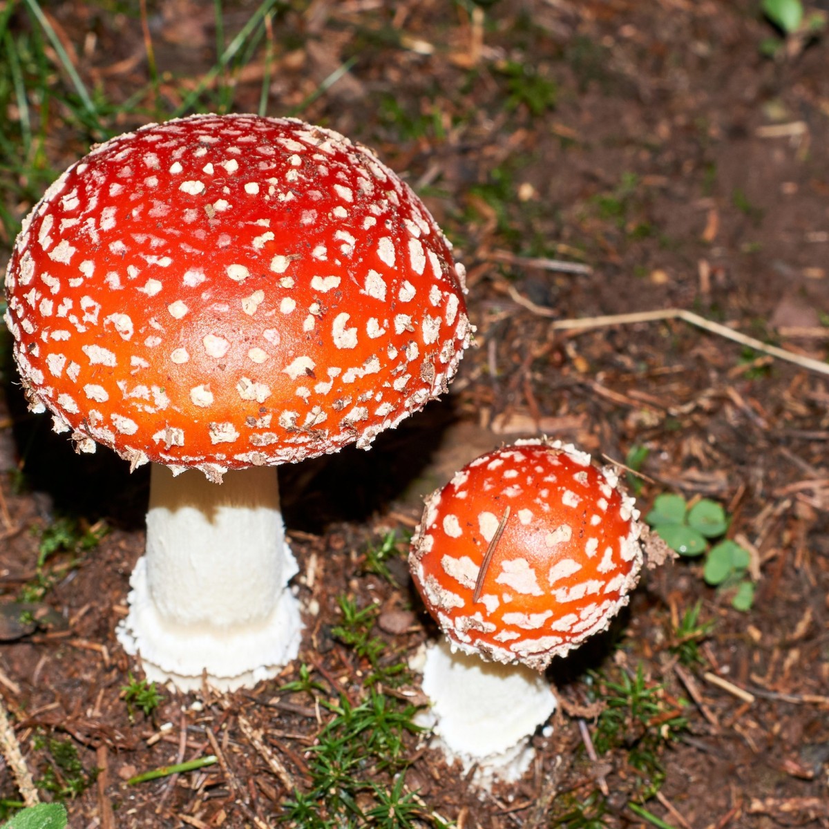 jelly cat toadstool