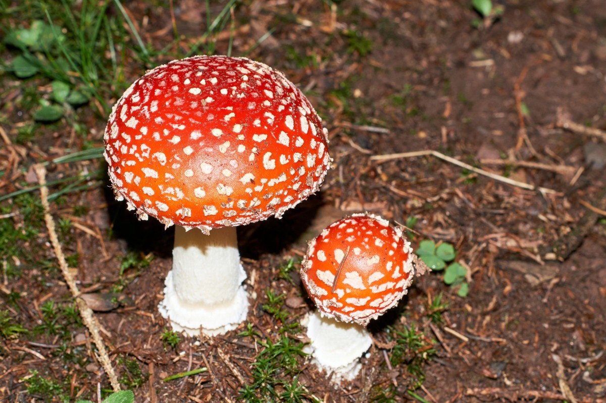 Toadstool