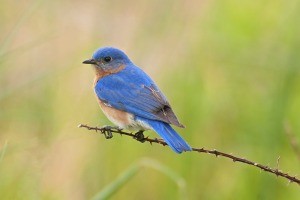 A bluebird sitting on a branch.