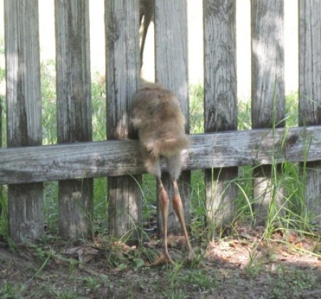 A baby sandhill crane sticking it's head through the fence.