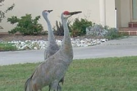 Two sandhill cranes in a front yard.