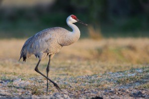 A sandhill crane walking in a grassy area.