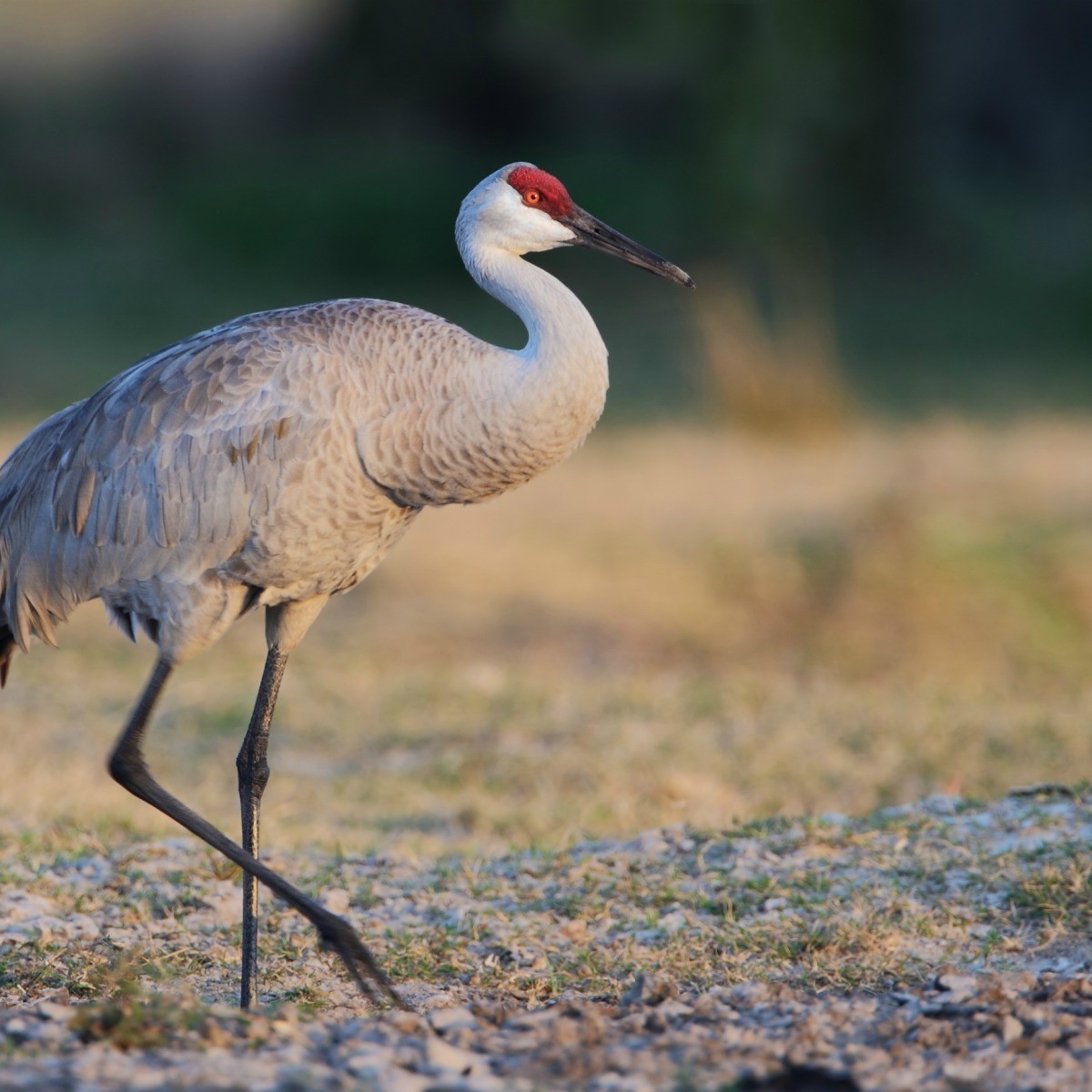 Types Of Cranes Birds In Texas