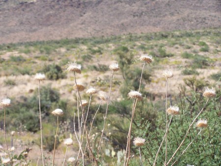 Flowers growing in the desert in Arizona.
