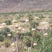 Flowers growing in the desert in Arizona.