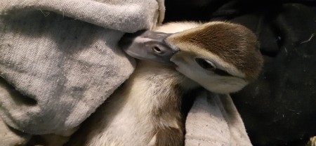 Muscovy Duckling - baby in blanket