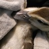 Muscovy Duckling - baby in blanket