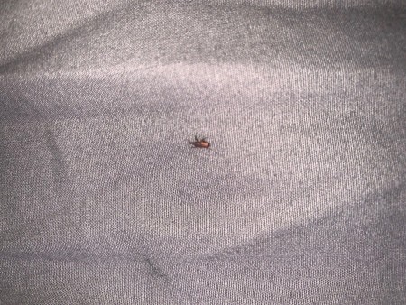 A small bug in bedding.