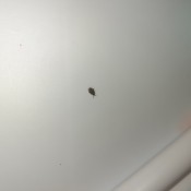 A tiny black bug on a white surface.