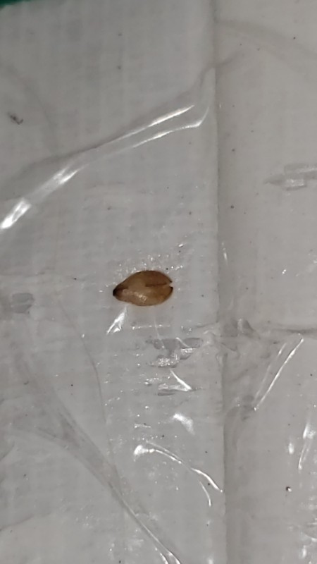 A bug casing on a plastic surface.