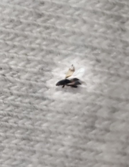 A small winged bug on a woven surface.