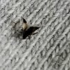 A small winged bug on a woven surface.