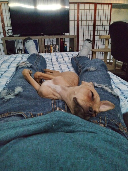 A dog sleeping on a lap.