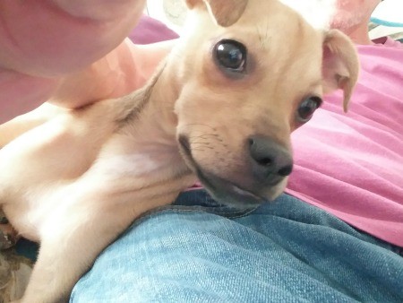 A close up of a small dog.