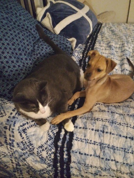 A dog and a cat lying together.