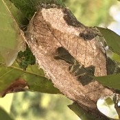 A brown cocoon or egg on a leaf.