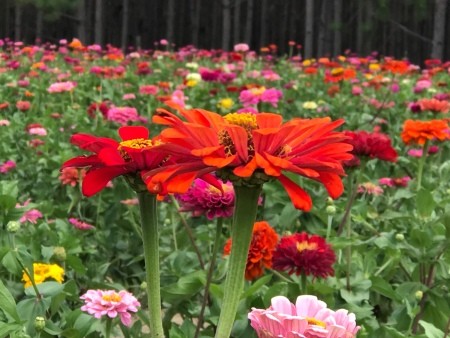 A field of brightly colored zinnias.