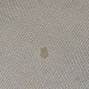 A small blob on a woven background.