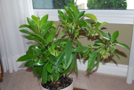A green houseplant in a pot.