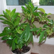 A green houseplant in a pot.