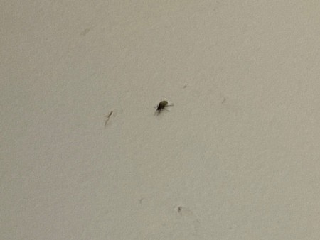 A small black bug on a white background.