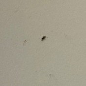 A small black bug on a white background.