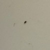 A small black bug on a white background.