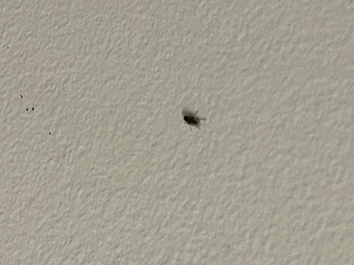 tiny black bugs in house near window