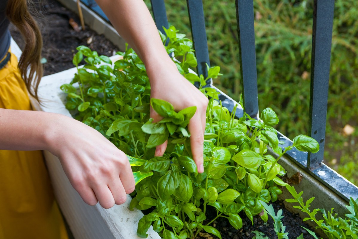 Harvesting Garden Herbs Thriftyfun