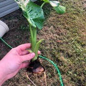 Saving a Mushy Elephant Ear Bulb? - photo showing the condition of the bulb