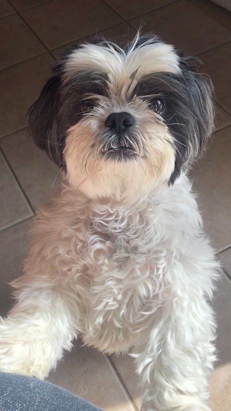My Shih Tzu Died Suddenly? - black and white Shih Tzu